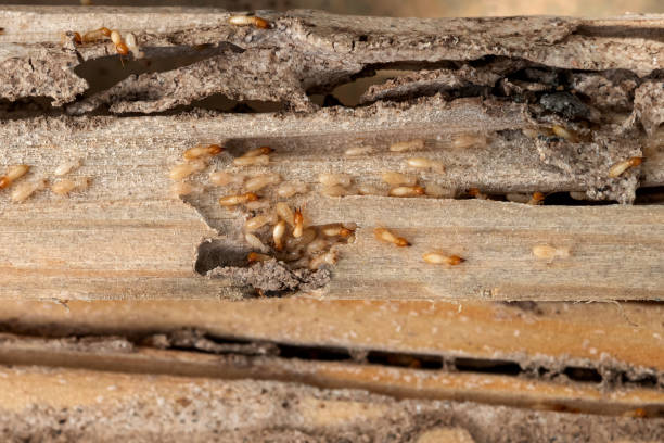 Best Flea Control Services  in Roseto, PA